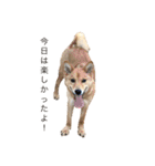 フレブル  こたろうさん＆雑種犬 ももちゃん（個別スタンプ：34）