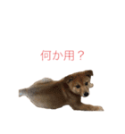 フレブル  こたろうさん＆雑種犬 ももちゃん（個別スタンプ：35）
