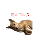 フレブル  こたろうさん＆雑種犬 ももちゃん（個別スタンプ：37）