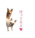 フレブル  こたろうさん＆雑種犬 ももちゃん（個別スタンプ：38）