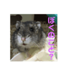 ハムスターのまろちゃん（個別スタンプ：2）