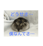 ハムスターのまろちゃん（個別スタンプ：3）