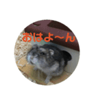 ハムスターのまろちゃん（個別スタンプ：6）