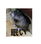 ハムスターのまろちゃん（個別スタンプ：7）
