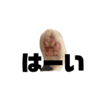 にゃんこのメロ（個別スタンプ：6）