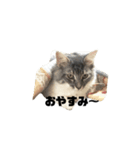 にゃんこのメロ（個別スタンプ：13）