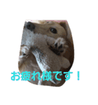 こたろう.ちぃ2（個別スタンプ：16）