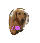 こたろう.ちぃ2（個別スタンプ：17）
