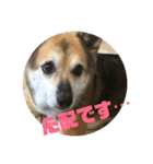 ナッツスタンプ⑥（個別スタンプ：31）