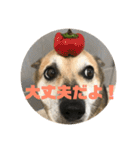 ナッツスタンプ⑥（個別スタンプ：33）