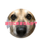ナッツスタンプ⑥（個別スタンプ：37）