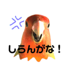 インコのセセリ♂5（個別スタンプ：1）