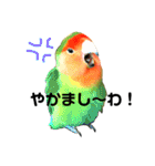 インコのセセリ♂5（個別スタンプ：2）