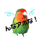 インコのセセリ♂5（個別スタンプ：3）