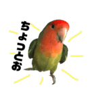 インコのセセリ♂5（個別スタンプ：5）