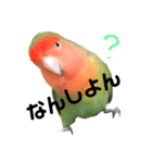 インコのセセリ♂5（個別スタンプ：7）