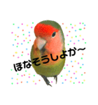 インコのセセリ♂5（個別スタンプ：8）