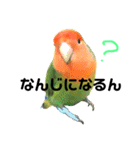 インコのセセリ♂5（個別スタンプ：9）