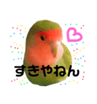 インコのセセリ♂5（個別スタンプ：10）