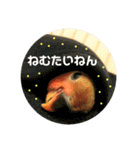 インコのセセリ♂5（個別スタンプ：12）