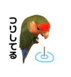 インコのセセリ♂5（個別スタンプ：13）