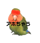 インコのセセリ♂5（個別スタンプ：14）