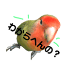 インコのセセリ♂5（個別スタンプ：16）