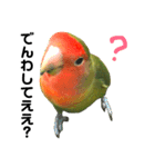 インコのセセリ♂5（個別スタンプ：17）