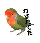 インコのセセリ♂5（個別スタンプ：18）