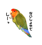インコのセセリ♂5（個別スタンプ：20）