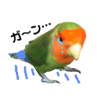 インコのセセリ♂5（個別スタンプ：22）