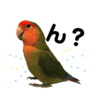 インコのセセリ♂5（個別スタンプ：24）