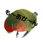 インコのセセリ♂5（個別スタンプ：25）
