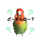 インコのセセリ♂5（個別スタンプ：26）