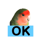 インコのセセリ♂5（個別スタンプ：27）