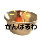 インコのセセリ♂5（個別スタンプ：29）