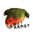 インコのセセリ♂5（個別スタンプ：30）