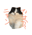 そういうのやってない（個別スタンプ：6）