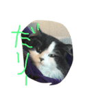 そういうのやってない（個別スタンプ：7）