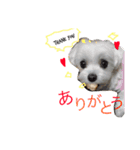 うちの可愛い小さな白いお姫様（個別スタンプ：1）