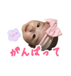 ひなちゃんスタンプ(ラブリー)（個別スタンプ：5）