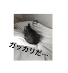 うちんちのねこ（個別スタンプ：1）