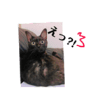 うちんちのねこ（個別スタンプ：2）