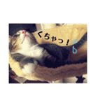 うちんちのねこ（個別スタンプ：3）