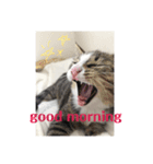 うちんちのねこ（個別スタンプ：4）