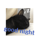 うちんちのねこ（個別スタンプ：5）