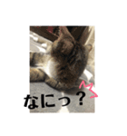 うちんちのねこ（個別スタンプ：6）