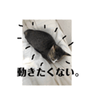 うちんちのねこ（個別スタンプ：7）