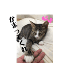 うちんちのねこ（個別スタンプ：8）