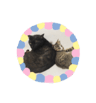 うちんちのねこ（個別スタンプ：9）